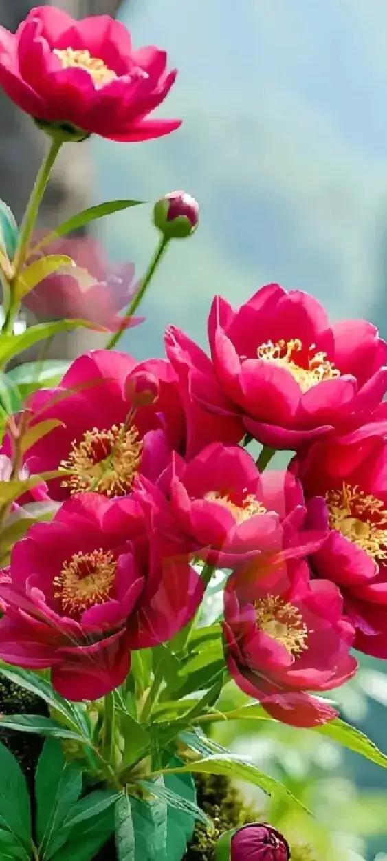 晒晒你拍的花吧