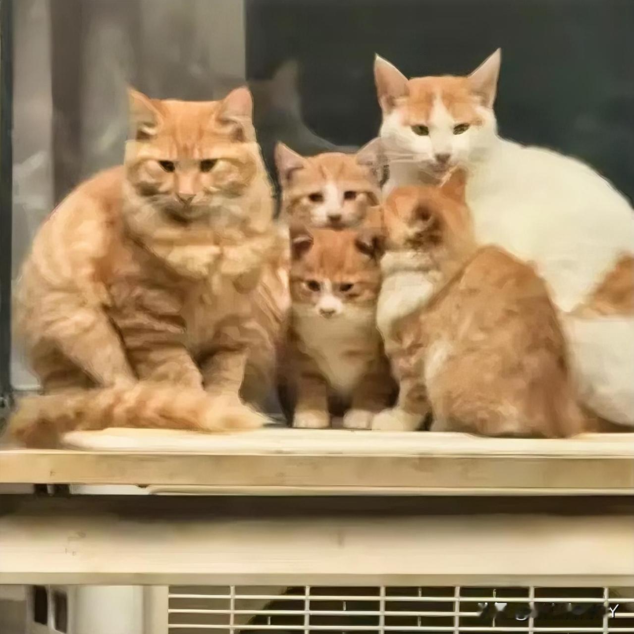 雨天里的橘猫“家族”，暖化了谁的心？雨天的小区里，砖瓦路湿漉漉的，落叶被雨水