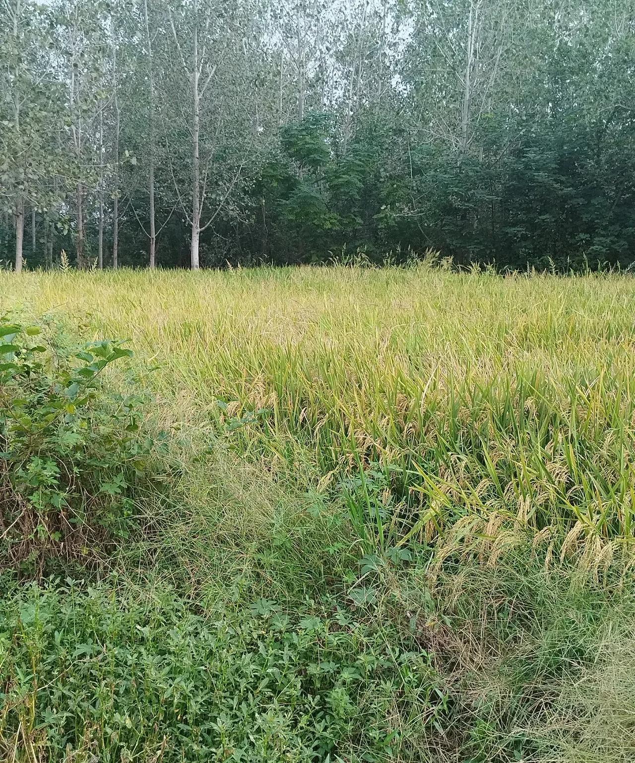 发现想让孩子少看手机，就不能让孩子在家里闲着，要么陪孩子看书，要么陪孩子玩，想办