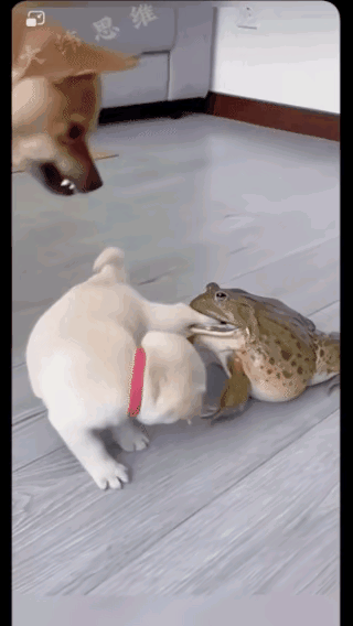 [捂脸哭][捂脸哭][捂脸哭][捂脸哭]