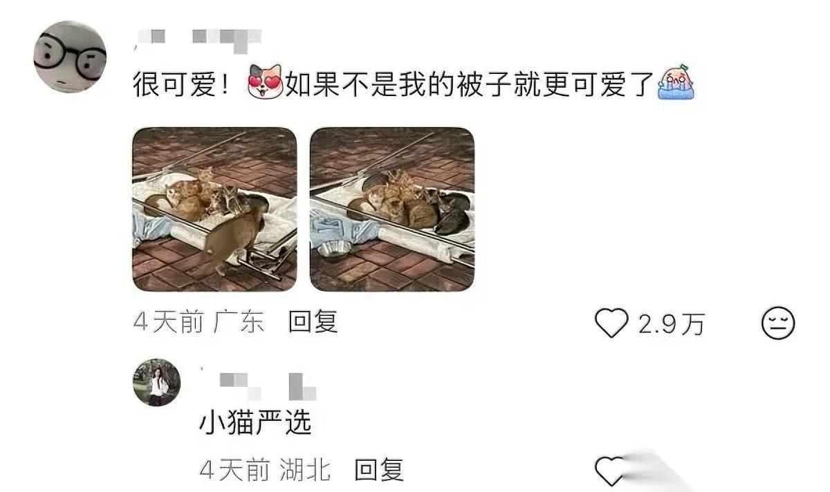 晒被子遇意外？太暖了！被子掉地后竟被抢空周末晒被子时突发状况，刚挂出的被