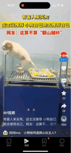 太搞笑了。宠物店里一只小奶狗“翻山越岭”只求“出售自己”。顾客想买一只活泼可