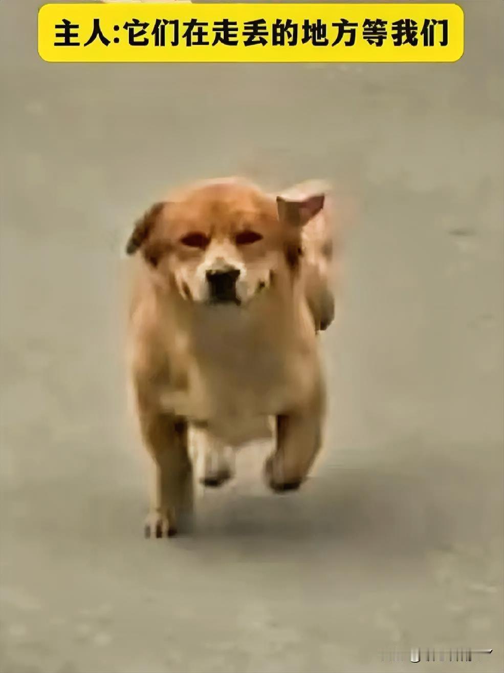 狗狗三天在原地苦等，重逢时的奔跑看哭了谁？11月9日，浙江舟山，两只狗狗走失