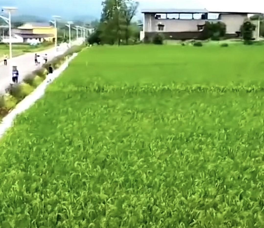 温州一公司，种出2米多高的水稻，关于大家最关心的“产量少”问题，公司做出了