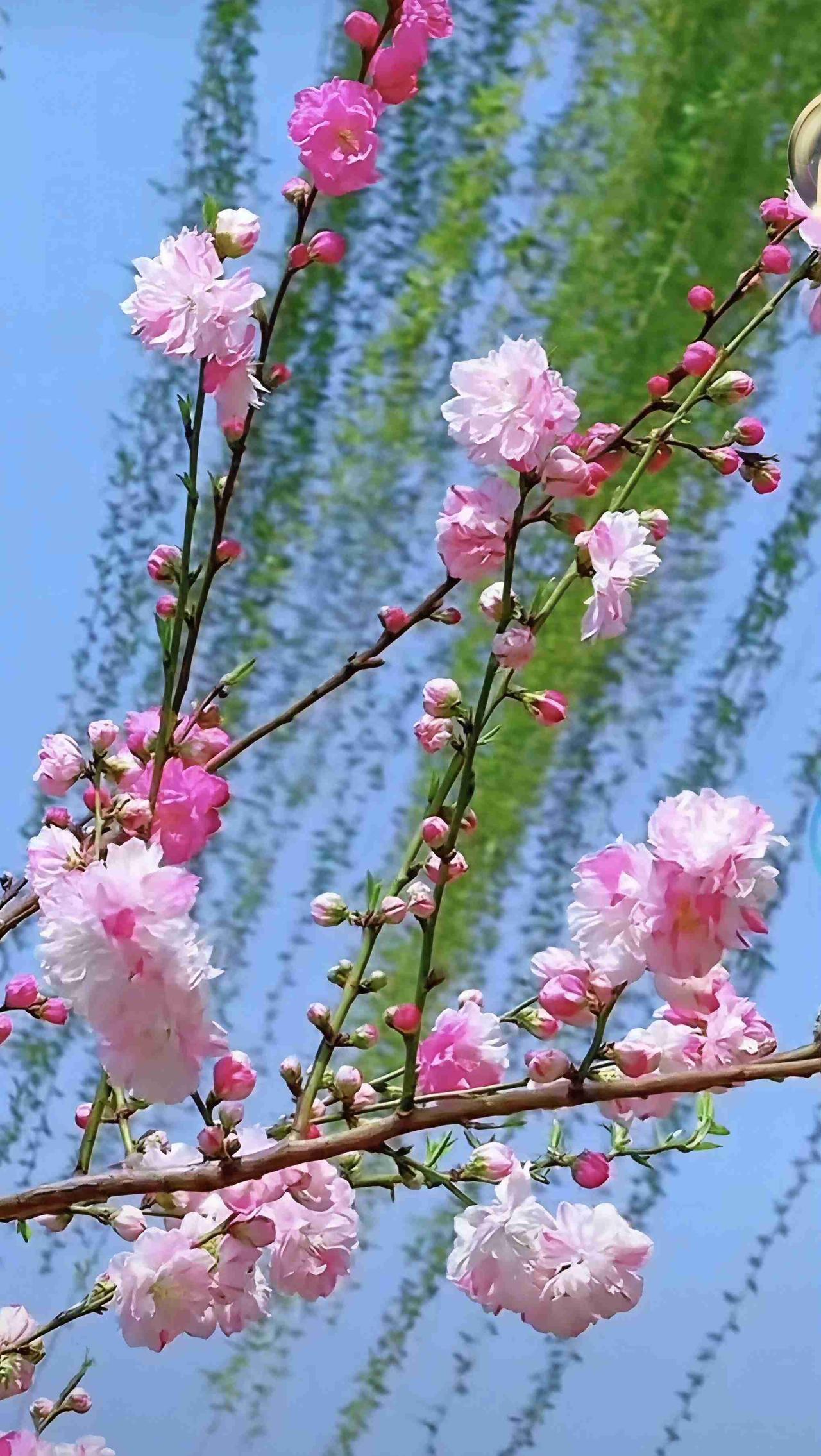 我的今日状态：😁轻松愉快我这里的天气：☀️晴天，刮风，春风不刮杨柳不发，春风