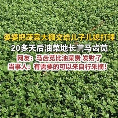 山东菏泽曹县这桩菜地趣事，在网上刷到的时候直接把人笑出了声。一位婆婆生病住院，家