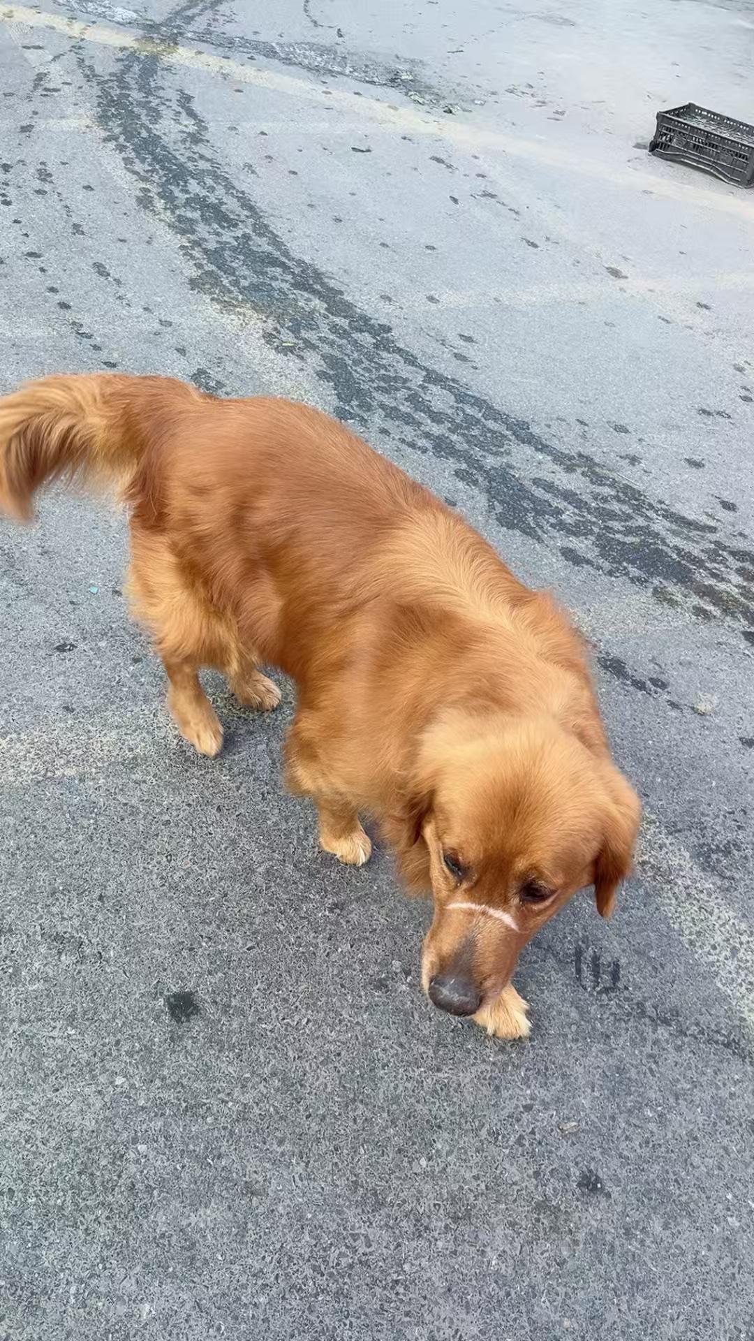 家人们，你们喜欢狗吗？今天在市场看到这只狗在找主人，有人路过时，它会猛地站起