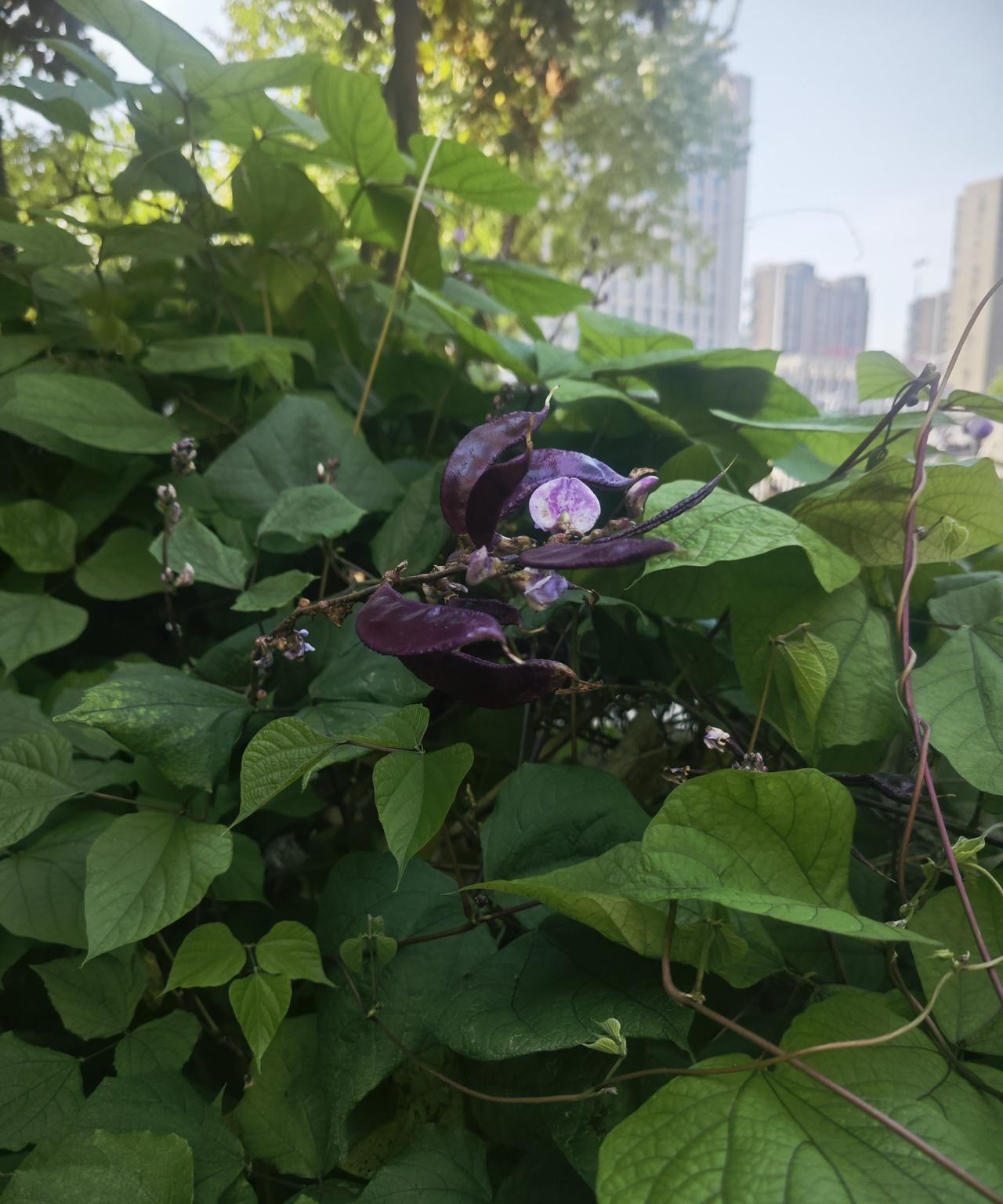 世上本无事，庸人自扰之。本来无一物，何处惹尘埃！最近几天火气大，情绪不