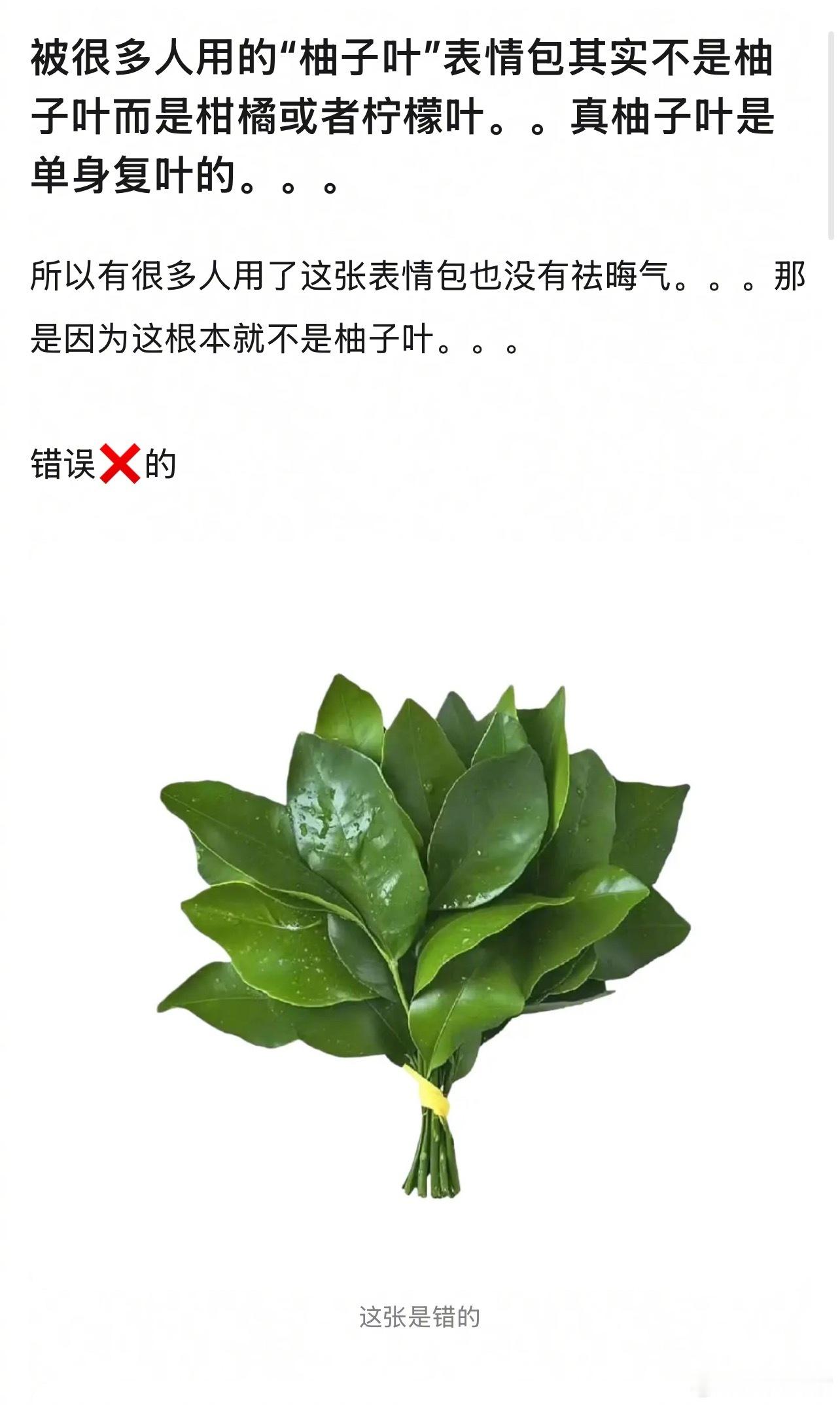 我说怎么不好使原来是用错叶子了正确的柚子叶图4—7