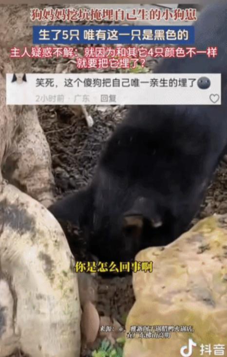 “说不明白了！”广东，一只黑狗生下了五个幼崽，四黄一黑。不料幼崽落地，狗妈竟当众