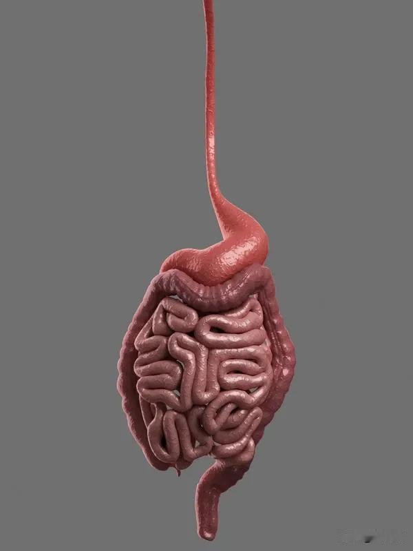 肠道微生态是指生存在人体肠道内的微生物群落，其中包含细菌、病毒和真菌等。肠道微生
