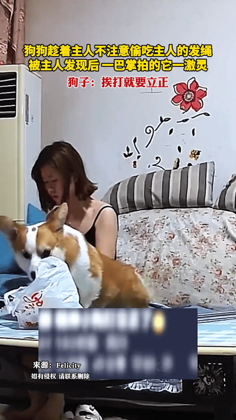 笑不活了，四川，一狗狗趁着女子不注意，偷吃女子的发绳，女子发现后，直接一巴掌拍的