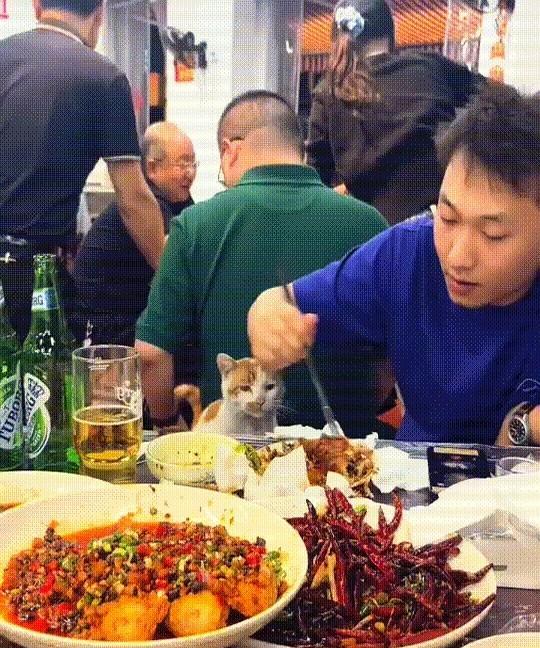 一只流浪小猫闯进餐厅。小家伙眼睛直勾勾地盯着那盘鱼，小鼻子一抽一抽的，馋坏了！
