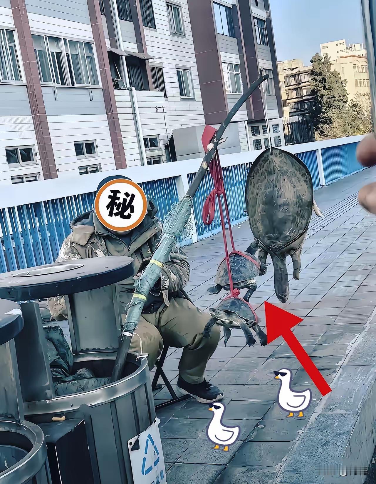 有人较真了。直接蹲守到大半夜，终于把街头卖甲鱼这伙人的底细摸清了。白天，