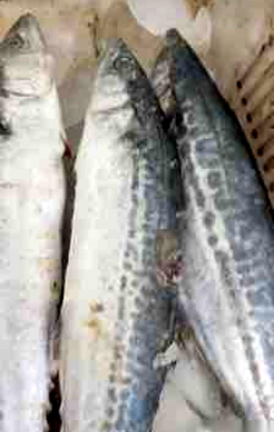 今年这海鲜价格，看得我有点懵。往年奔着三百五一斤去的海捕大对虾，今年直接腰斩，