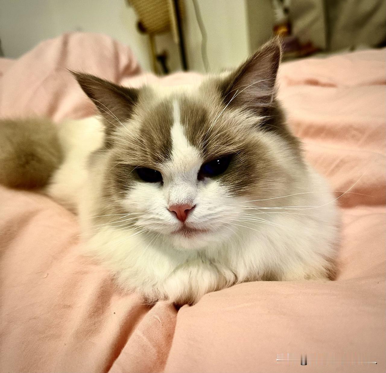 晒出你家猫咪的躺姿