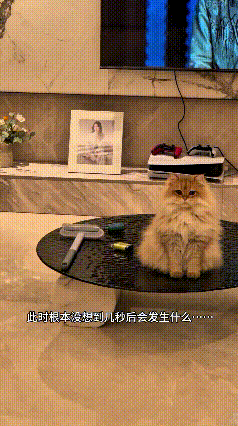 这只小猫也太有灵性啦，主人搁那看电视，它也不盯着屏幕看，就安安静静趴在茶几上听声