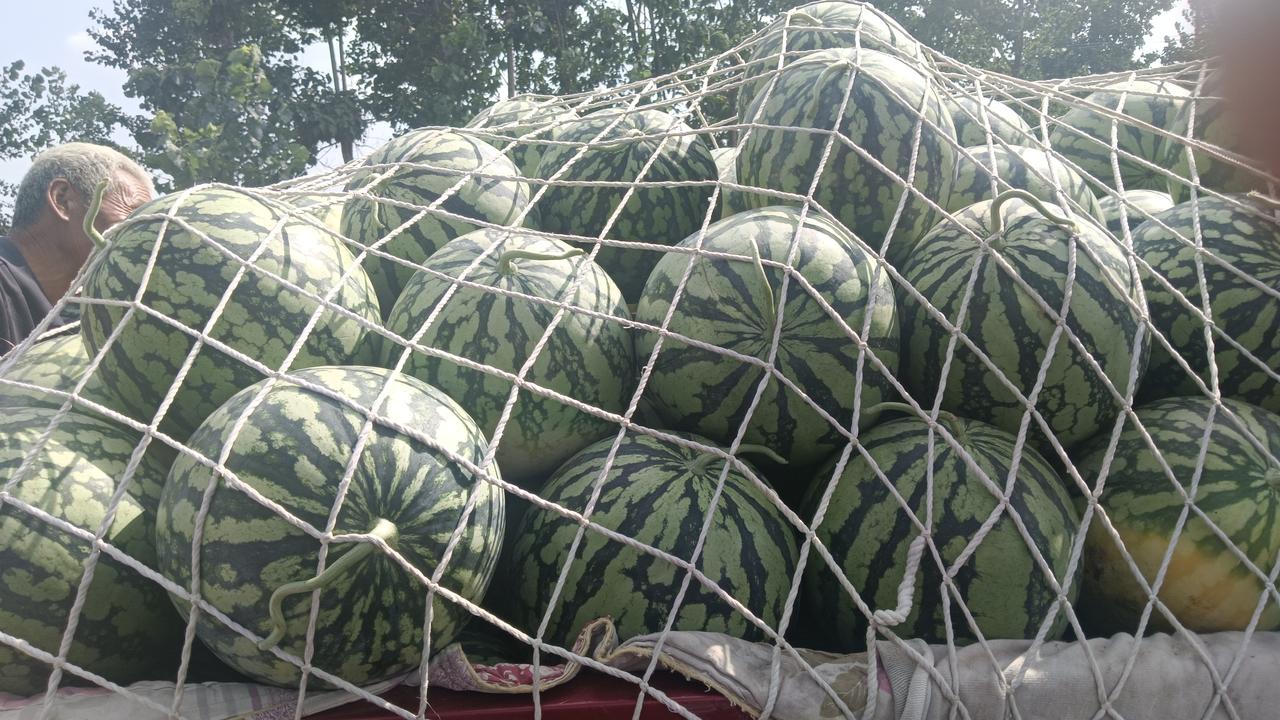 昨晚下了一场中雨，结果农民都笑了。今天中午，西瓜直接涨到0.28元。卖西瓜的
