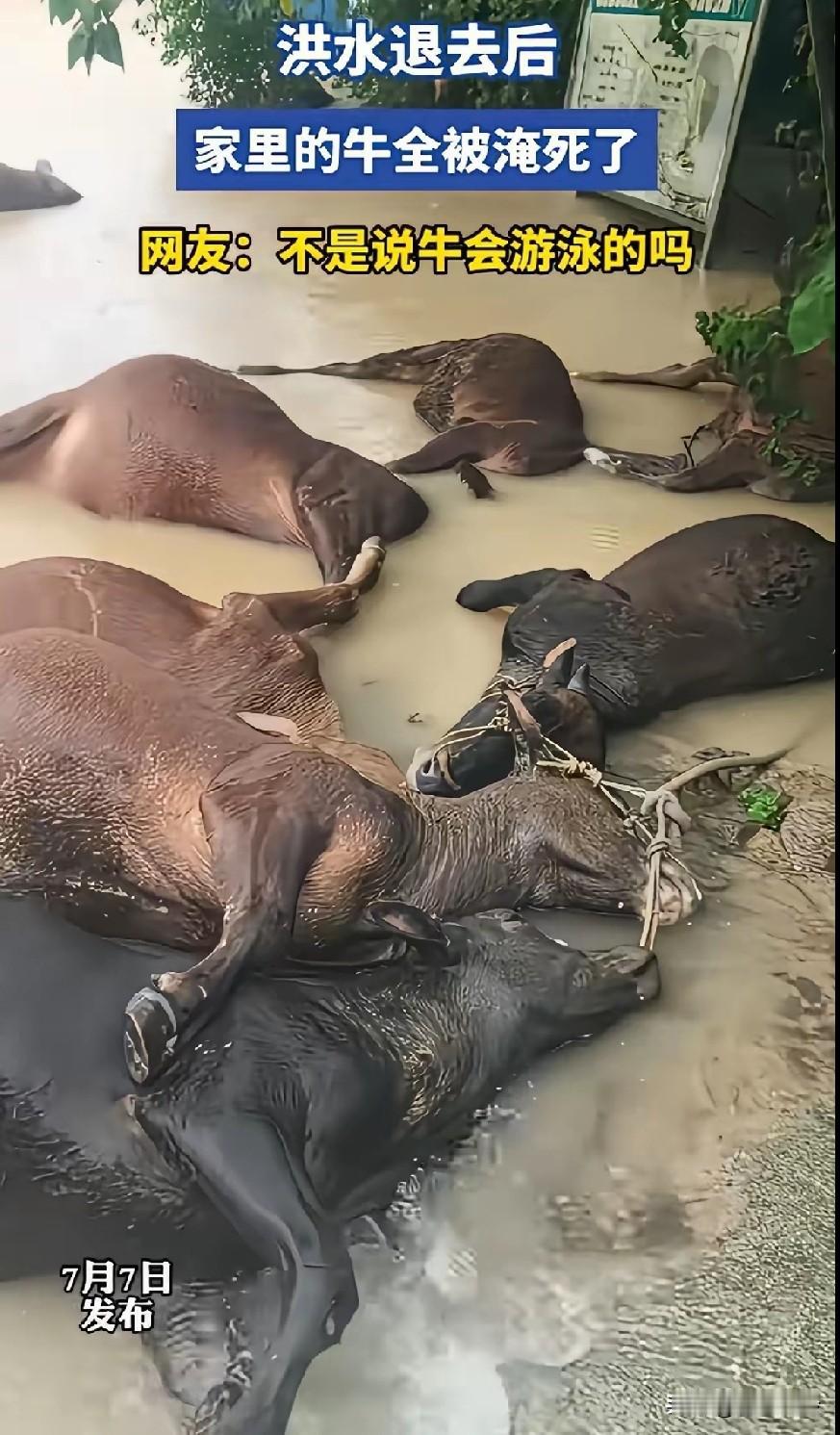 走之前不把牛解开，变相的是主人自己把这些牛害死了。如果解开听天由命，绝对不会死这