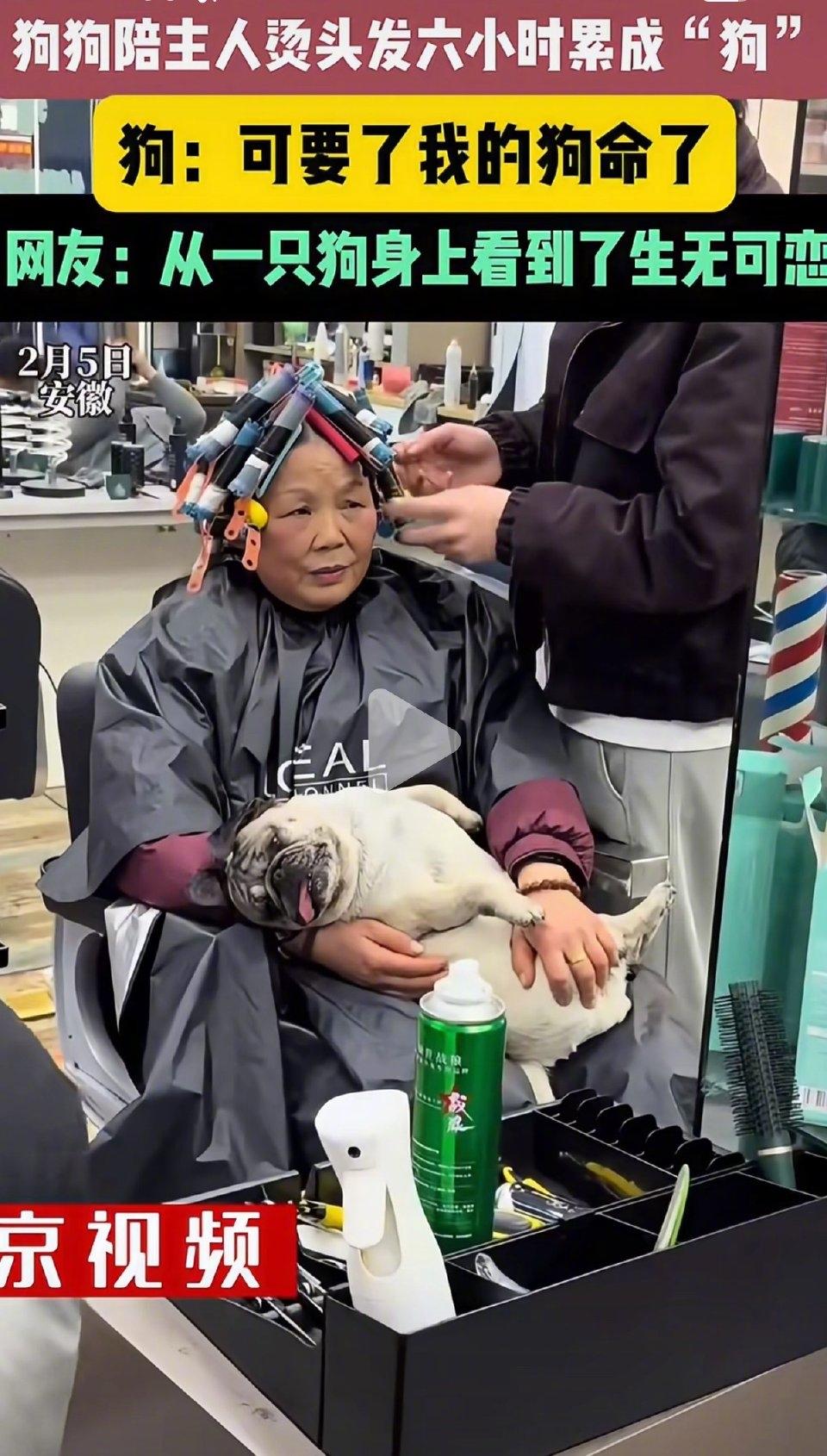 最近有段宠物狗陪主人烫发的视频在网上特别火，相信很多人都刷到过。主人去理发店做造