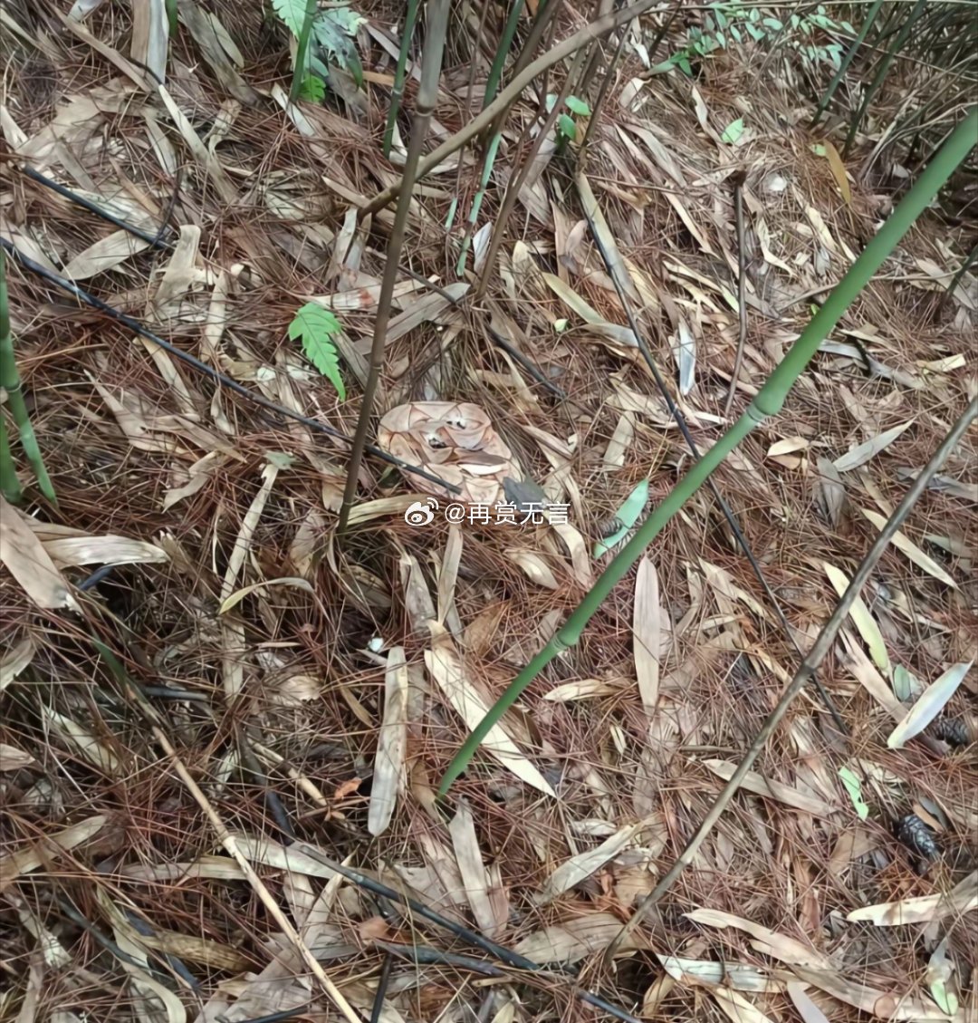 喜欢拔竹笋的，注意别被五步蛇给咬了！