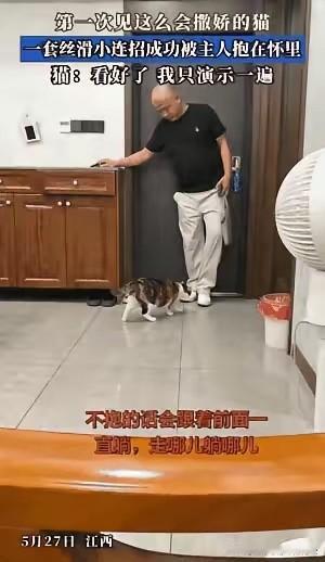 江西南昌一对夫妻养了一只极为罕见的公三花猫，这种猫因染色体异常才会出现，概率只有