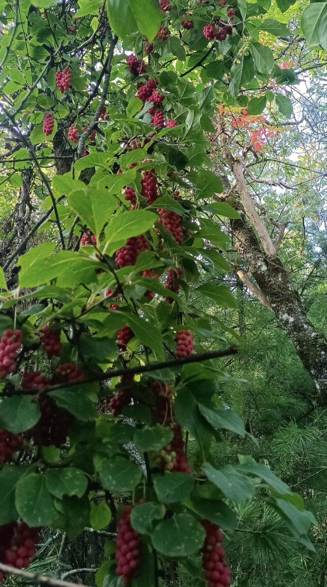 秦岭深处的五味子熟啦！昨天家里人逛山时发来的照片，五味子已经开始成熟。藤蔓