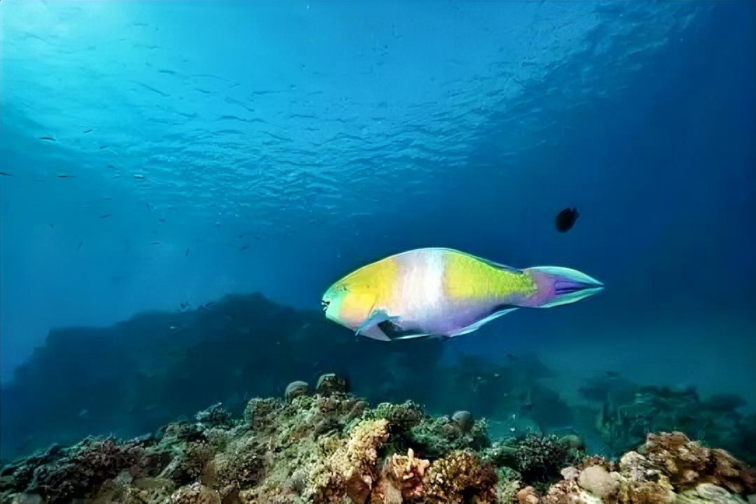 村上春树说：“你要做一个不动声色的大人了。不准情绪化，不准偷偷想念，不准回