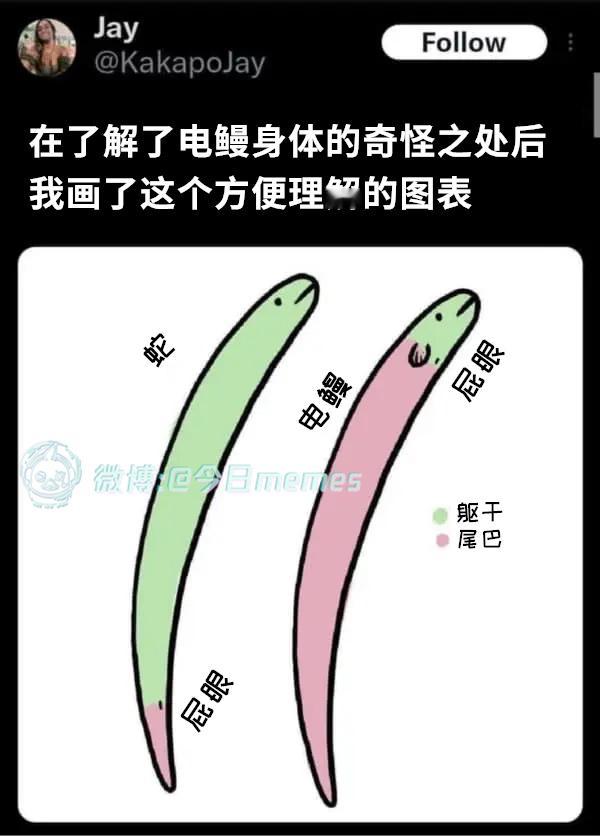 大蝌蚪!(KakapoJay)今日meme今日memes