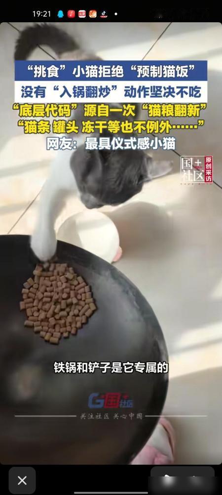 4月12日，河南洛阳。我家养猫快十年了，看到这事儿真的又好笑又共情。炒过的猫