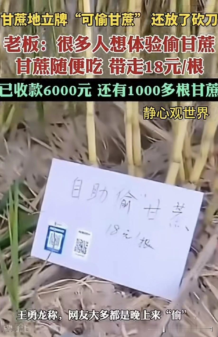 杭州一块甘蔗地旁立了块牌子,宣称可偷甘蔗,还备好了刀具。甘蔗地主人此前在网上发