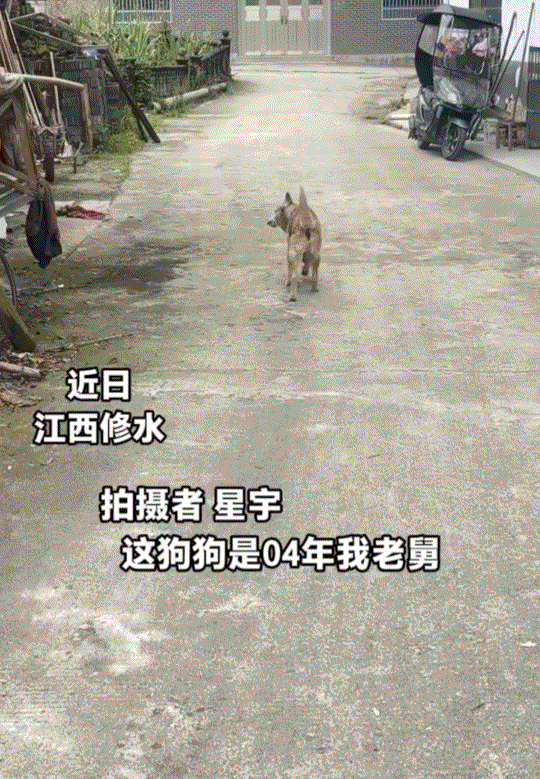 泪目了。江西修水，一只22岁的狗子发现自己即将离世，它则悄悄离家独自面对离别，不