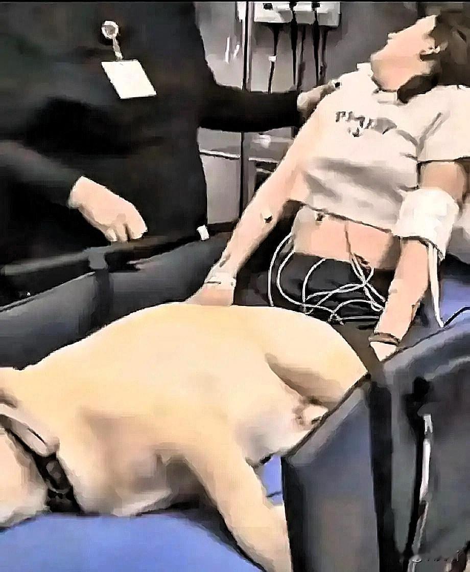 女主人和狗子一起被抬进医院，抽搐挣扎+安静躺平的画面，真的让人担心。