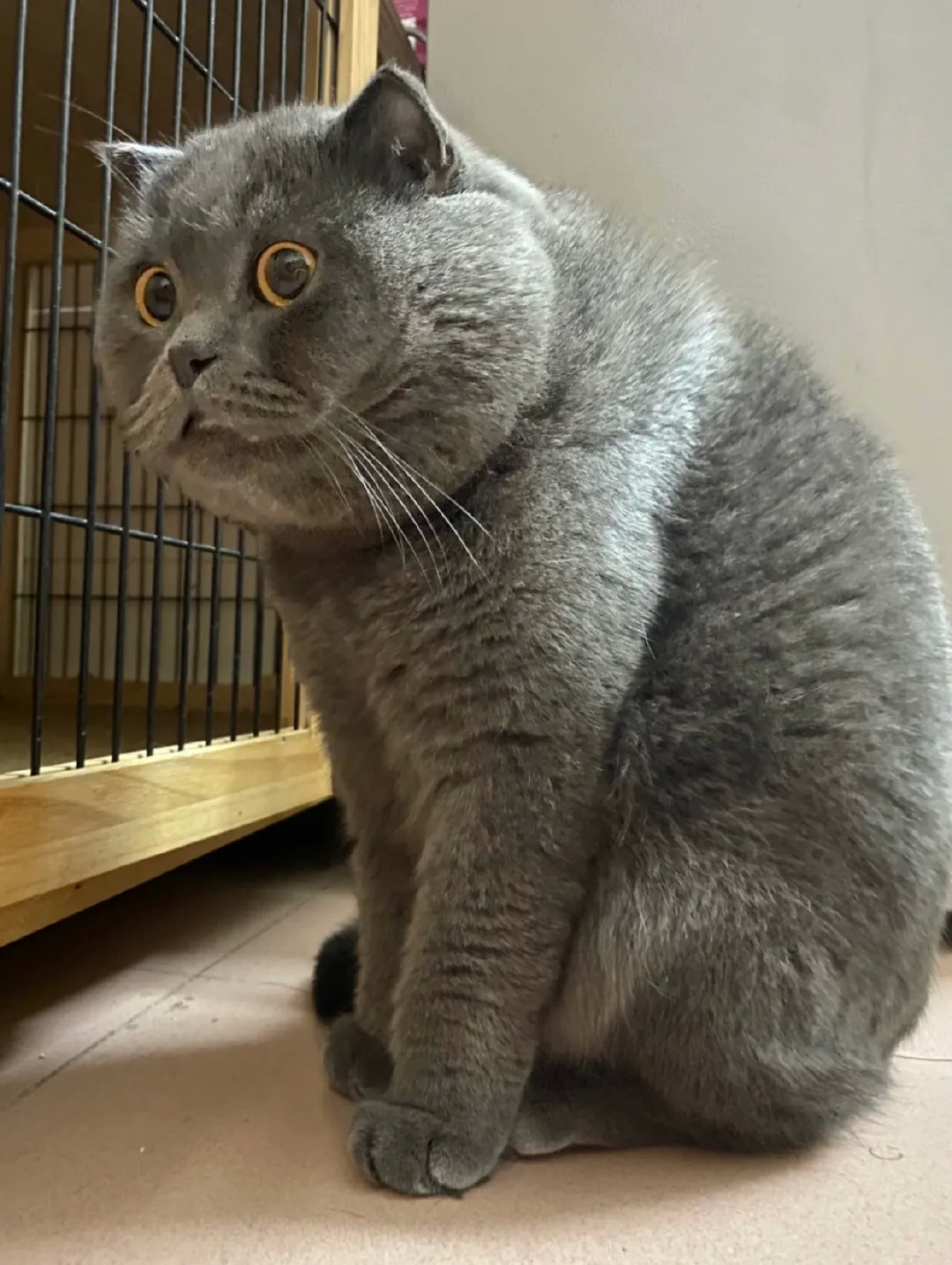 我怎么感觉我养了一头狼！还是焦太狼啊[捂脸哭]每天笑晕在它的表情里！