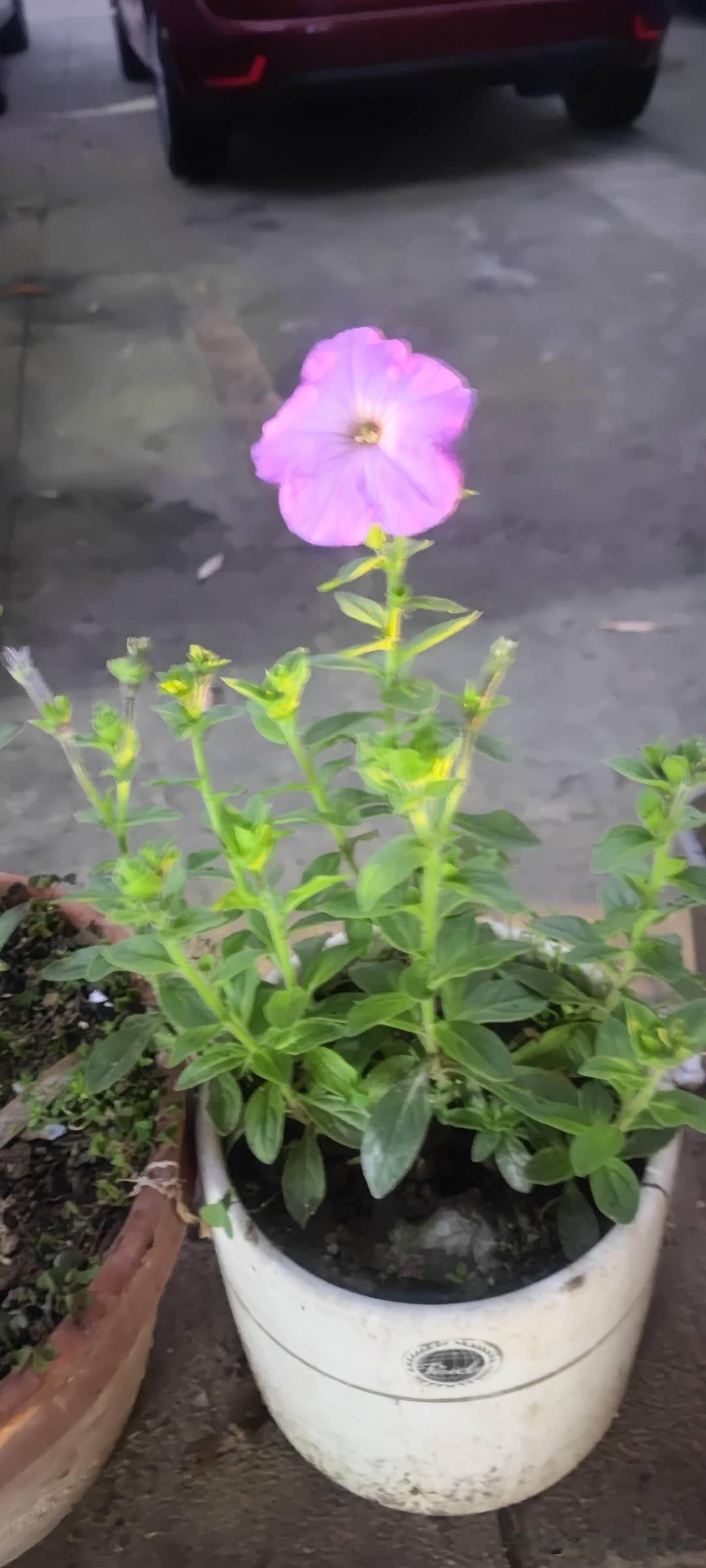 今天儿子说我，“妈，要你的嘴干啥呢？你咋不怼回去啊？”是啊，我怎么当场不怼回