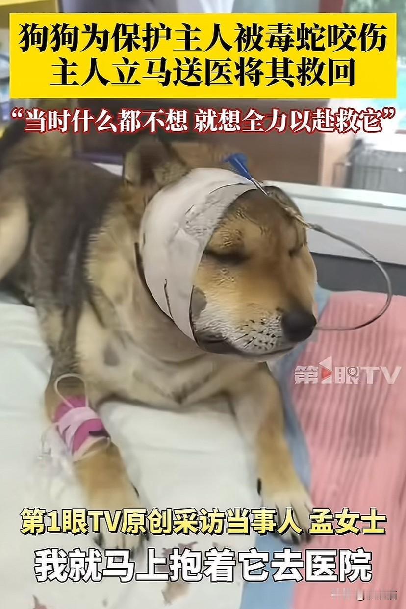 河北唐山，狗狗为救主人被毒蛇咬伤，主人抱着蛇毒发作的狗子冲往医院。主人：当时什么