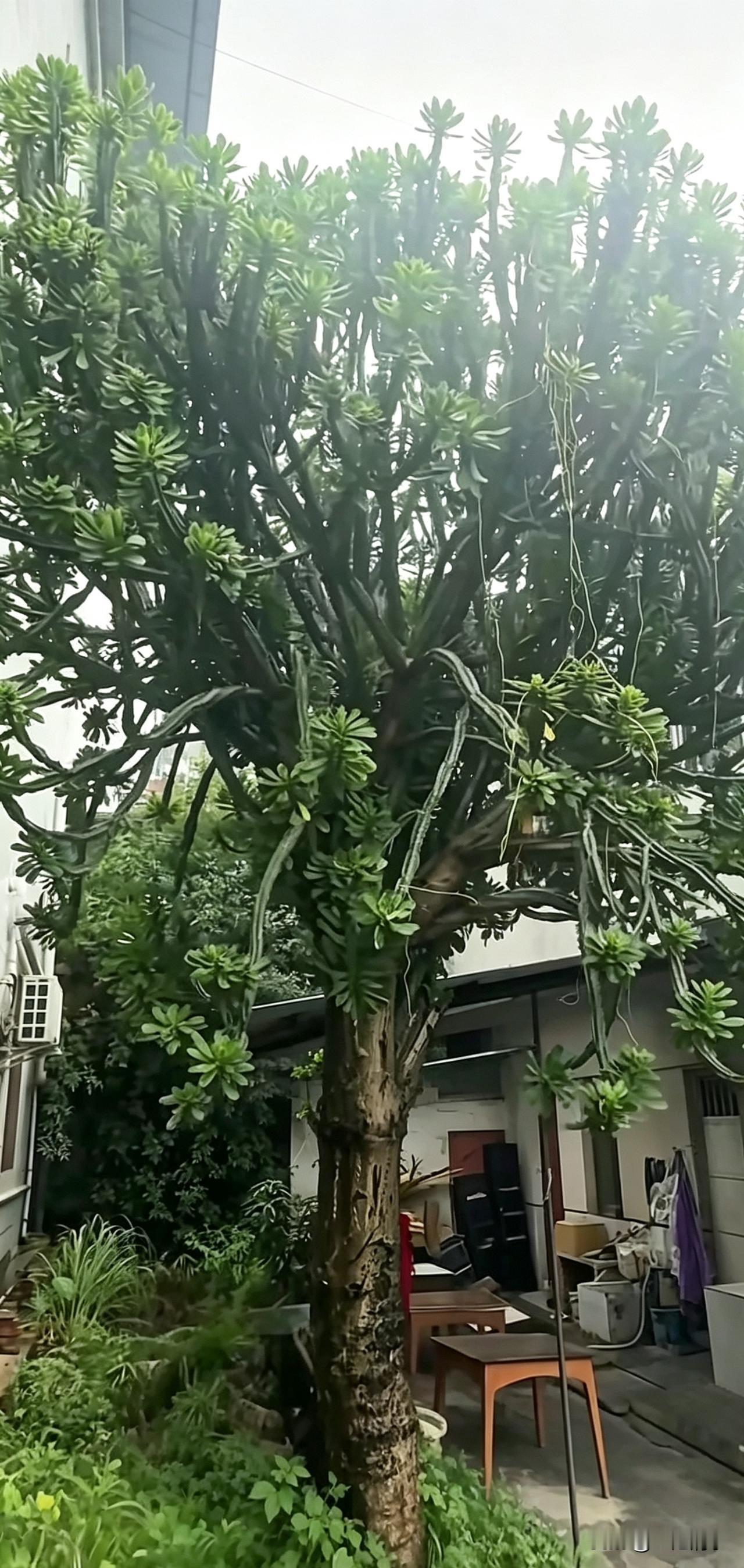 心理学：别人故意搞你心态，最高级的反击，是反向拿捏他。生活里总有一种人，不干