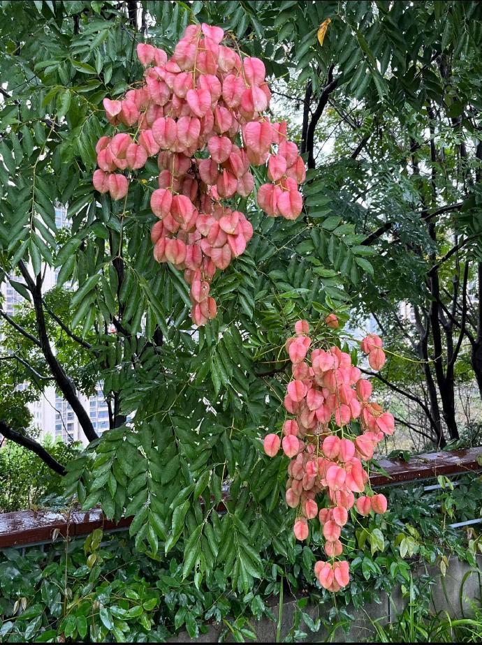 遇见栾树史铁生笔下的浪漫秋色​​​