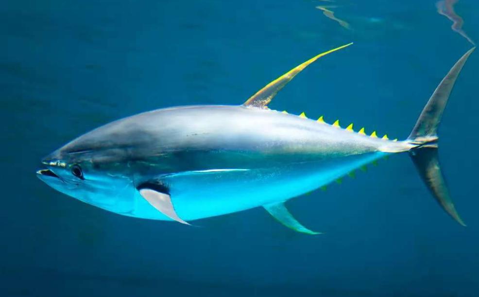 金枪鱼一生都在游泳，1小时狂飙80公里，不是它勤快，是因为它一停下来，哪怕游慢一