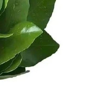 柠檬姐帮我善一善ss又被狙没了，呜呜呜呜呜好好活着，不要抱怨生活，就算生活的不如