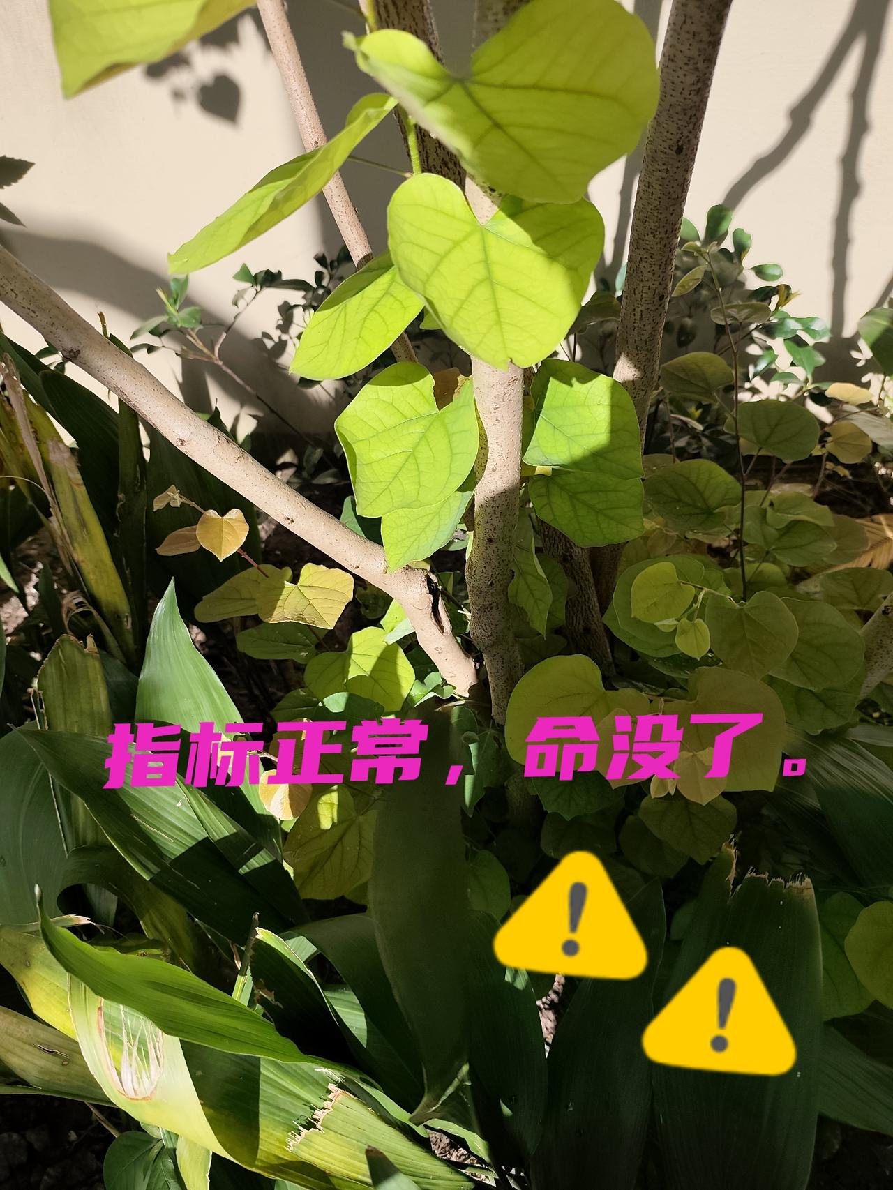 控制转移，那更多的也是你自己的事。你要是依靠外力，化疗手术，那很可能把自己命玩没
