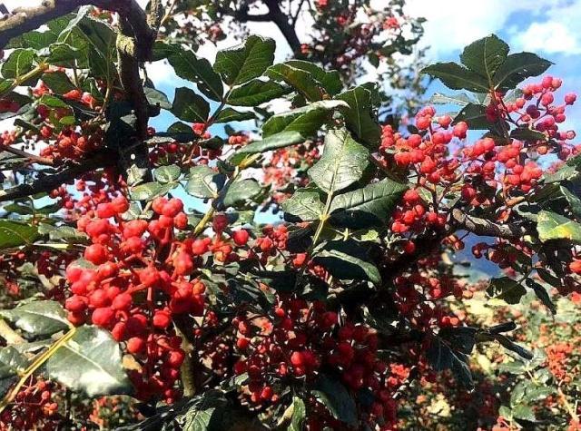 花椒树这种植物，对于北方的孩子来说，真的是又恨又爱。春季的时候发新芽，夏季的时