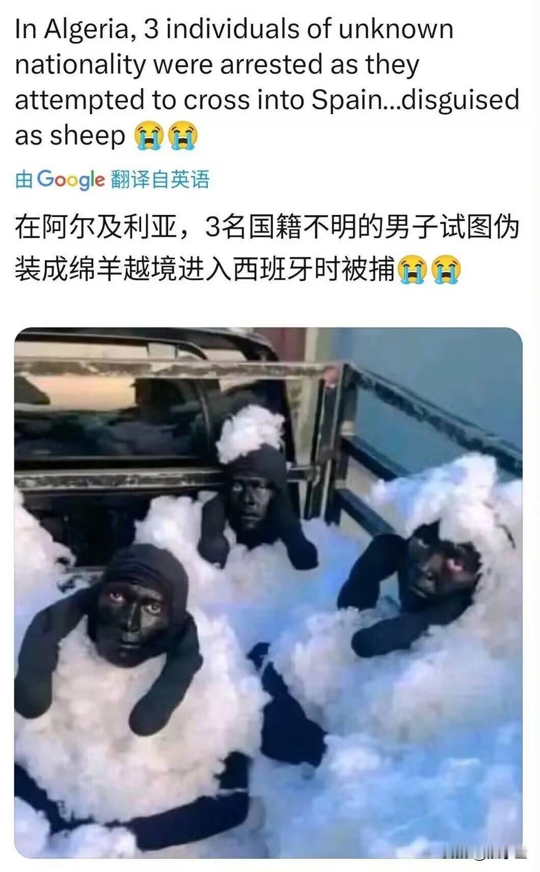 伪装绵羊过境，这绵羊也太卡哇伊了！阿尔及利亚边境，3名国籍不明的男子试图伪装成绵
