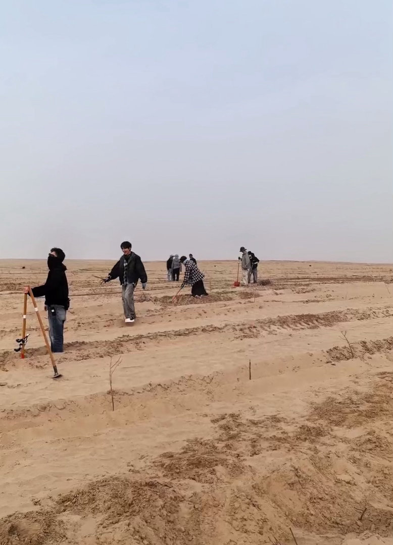 十个勤天要在沙漠种玫瑰开屏就是沙漠种玫瑰，确实有点意外。少年们在挖坑埋枝，原来