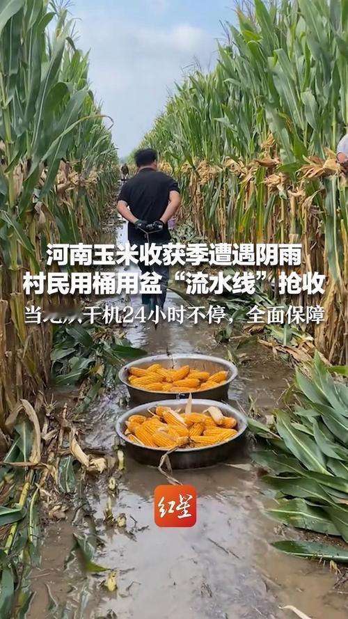 河南雨里的玉米地，藏着最动人的中国式传承“妈，票买好了，明天一早就到家。”河