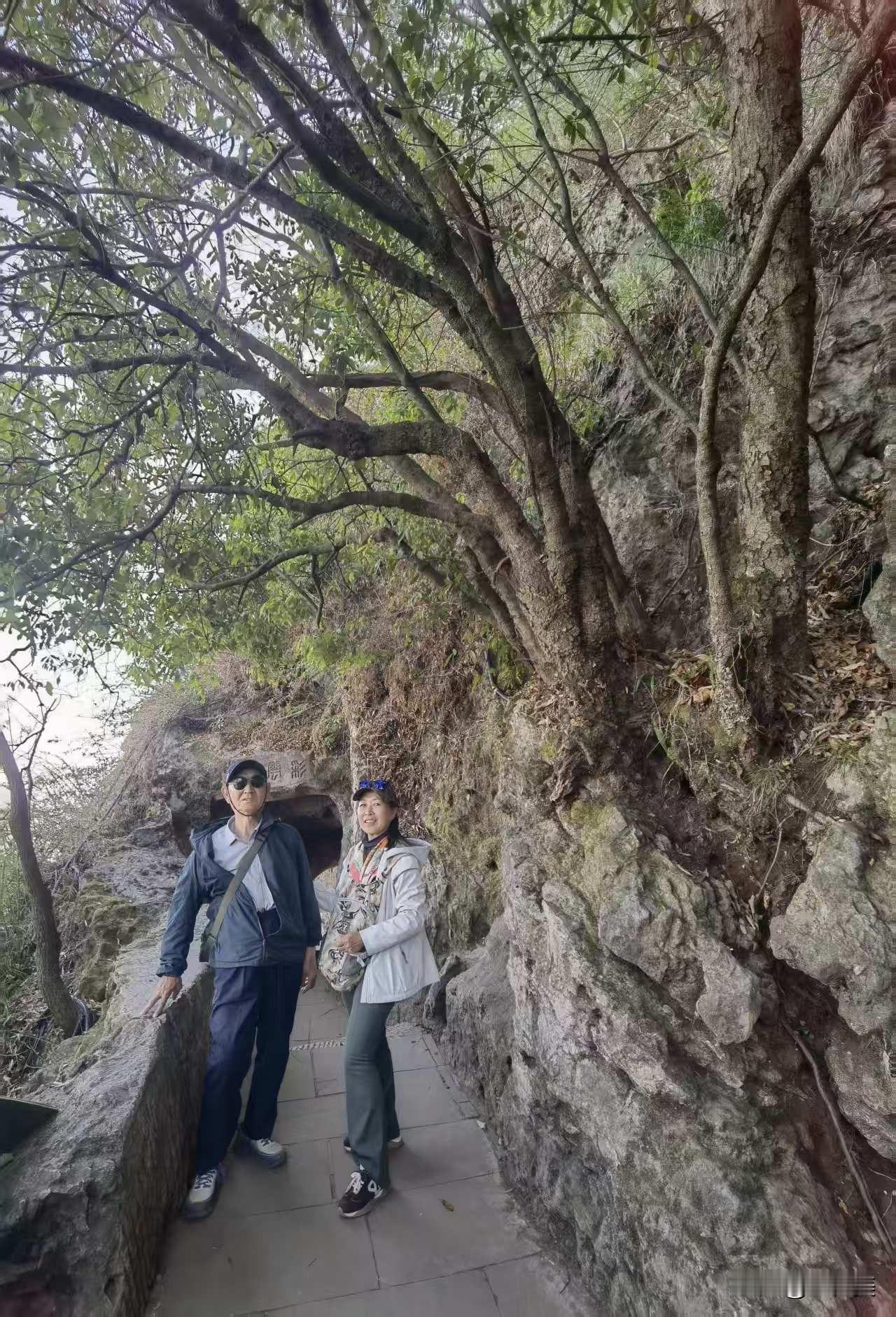 满庭芳·陪父昆明自由行春入滇南，云博初赏，古庭万象清新。忽惊缆废，峻壑断