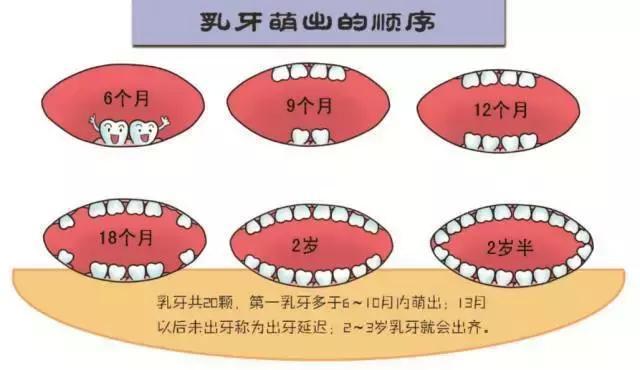 快数数娃现在几颗牙, 你准备的辅食对了吗?