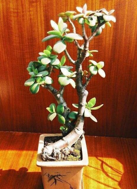 北京一女子领养11岁盲童，花28万给她治眼睛，谁料，女孩恢复光明后，却一把抱住她