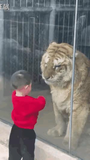 初生牛犊不怕虎现在的小孩胆子真大，我小时候看见大一点的狗都躲远远的[汗]