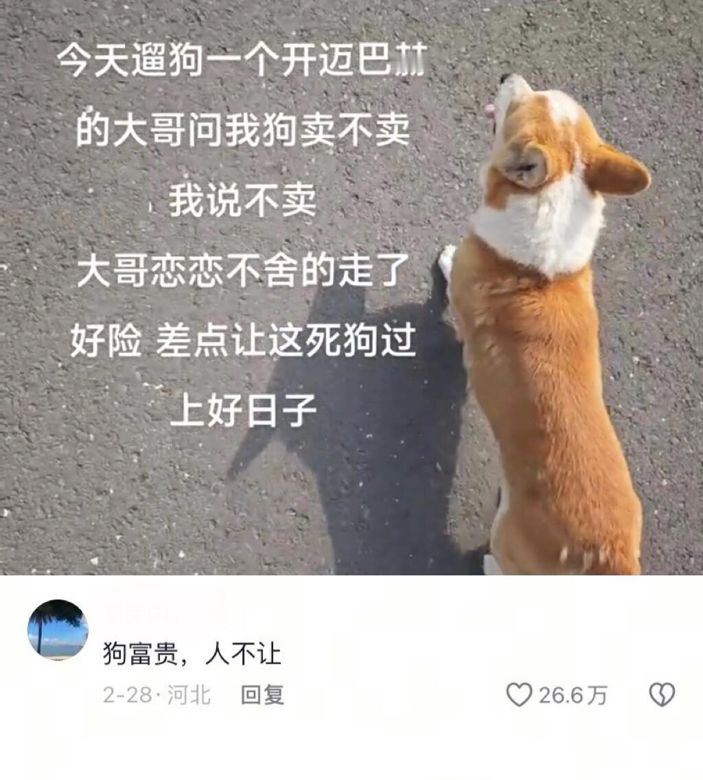 狗：差点过上好日子了​​​